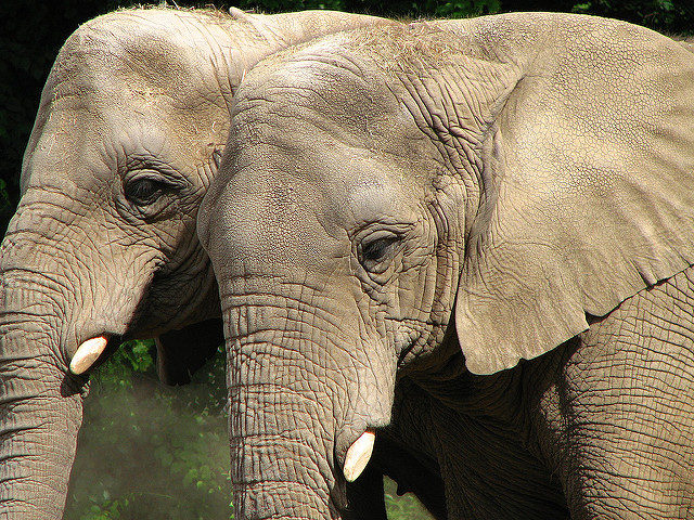 How to Save the African Elephant