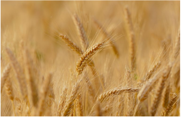 North Korea’s Food Situation: Bad but not Catastrophic
