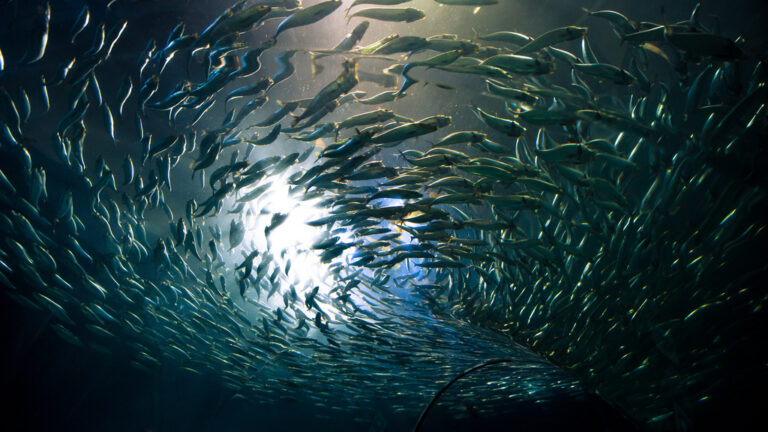 Fish Crime: What Do the Numbers Say?
