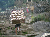 Global Food Fight