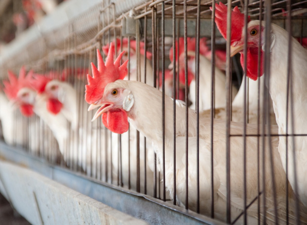 Food Animal Production, Zoonotic Disease, and Global Security • Stimson  Center