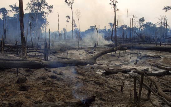 Green Terror: Environmental Crime and Illicit Financing