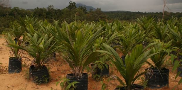 The Good, The Bad And The Ugly About Indonesia’s Palm Oil Boom