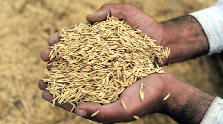 The Impact of Russia’s War in Ukraine on India’s Food Insecurity