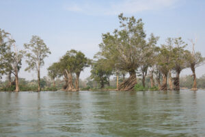 Mekong forest
